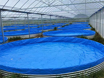 帆布鱼池适合养什么淡水鱼？